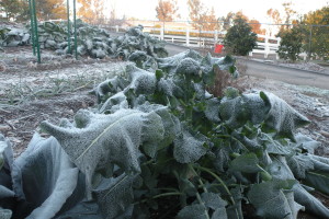 Broccoli covered by the New Year's frost