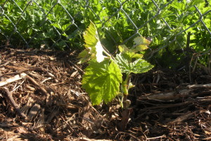 'Blueberry' grape rooted last year, pruned back and flushing out again this year