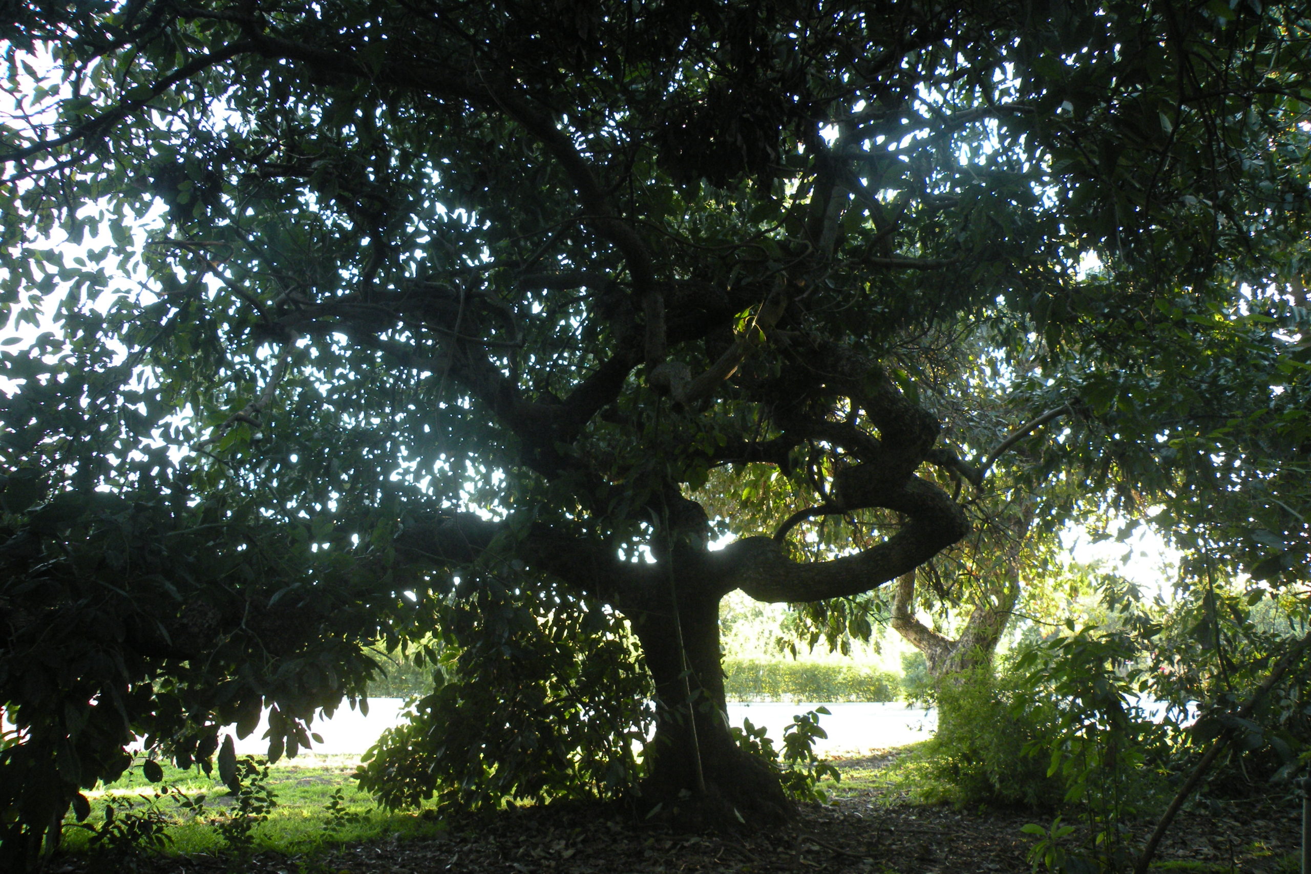 Among the Oldest Avocado Trees in California, at The Huntington