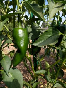 These poblanos have been both fruitful and flavorful.