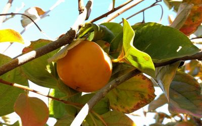 Persimmons u-pick: Shoemaker Farm in Ramona, San Diego County