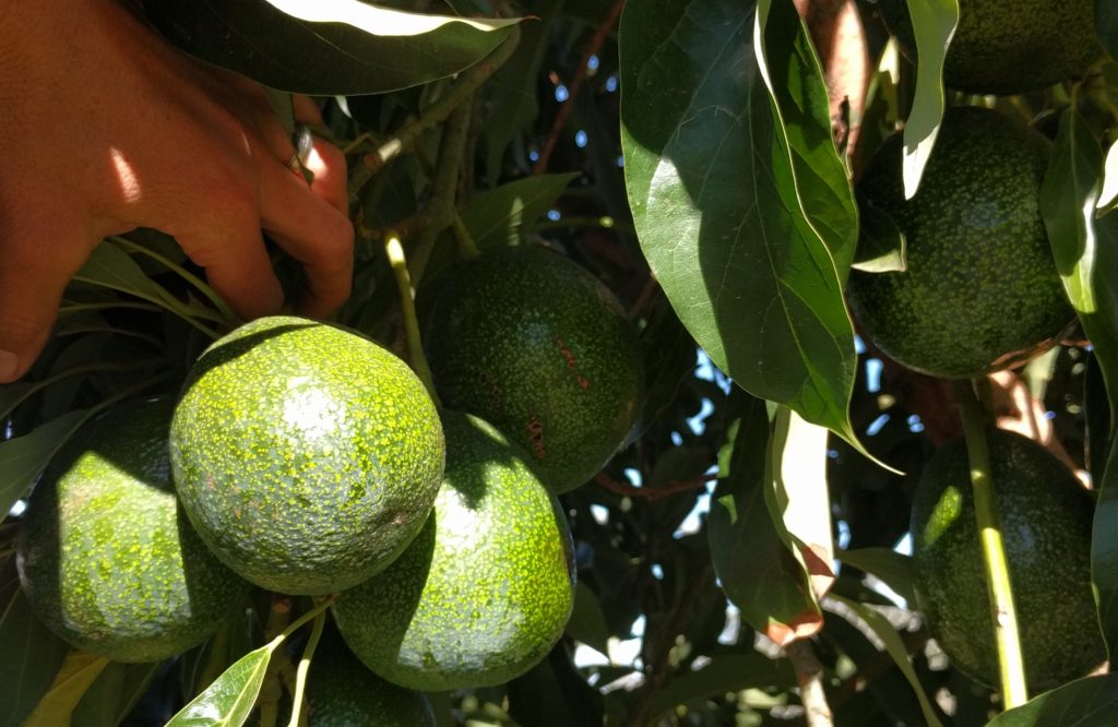 reed avocados