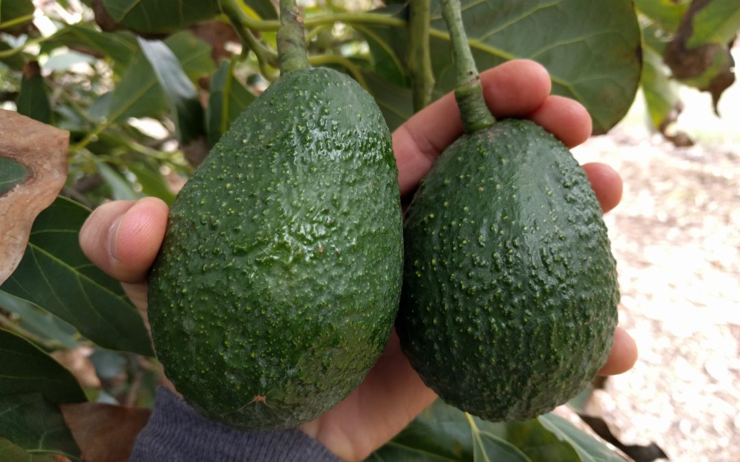 when to pick avocados