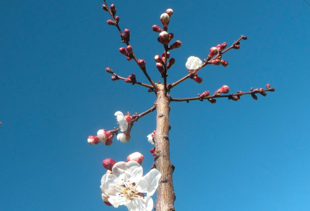 What to do in a Southern California garden in February