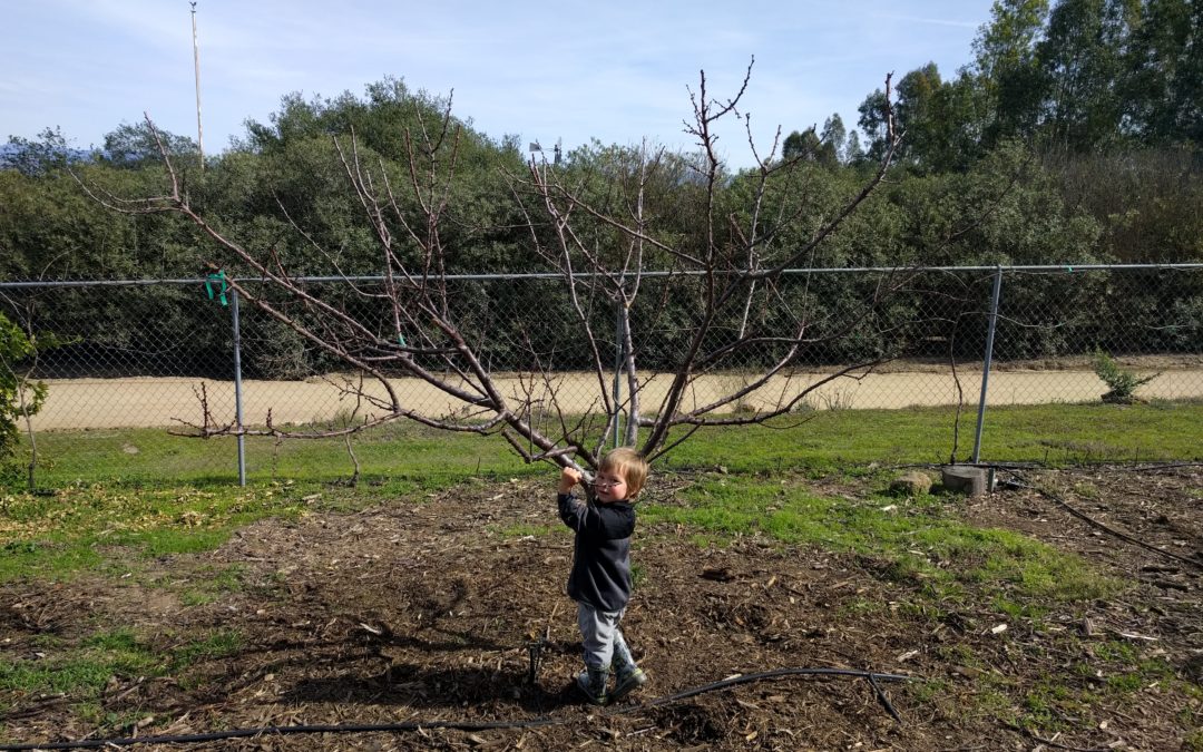 apricot pruned small