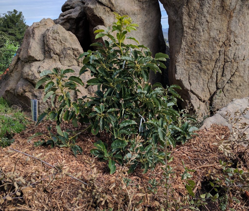 Wood-chip mulch under young Pinkerton avocado tree