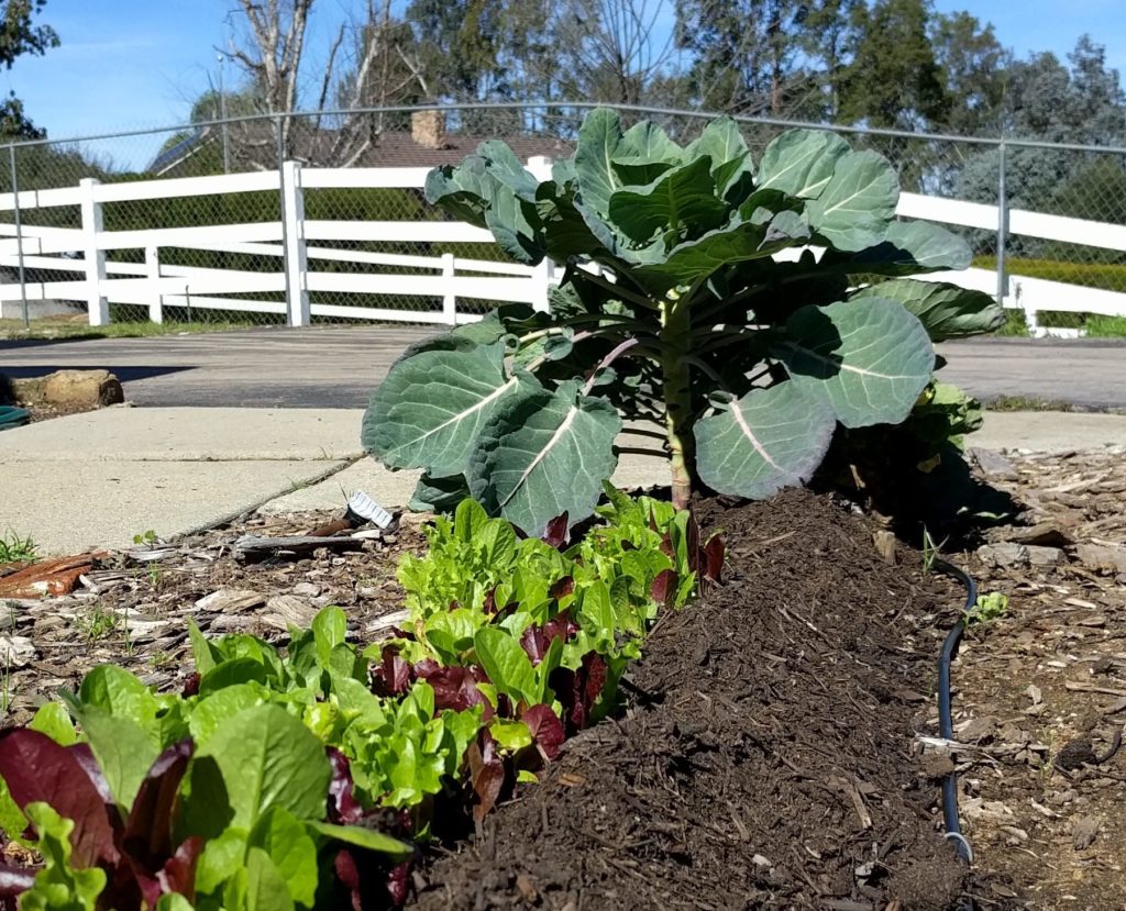 compost on vegetable beds