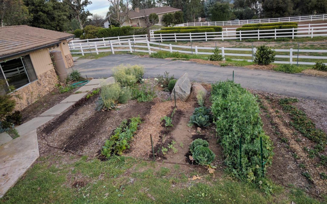 Fall is my favorite vegetable growing season in Southern California