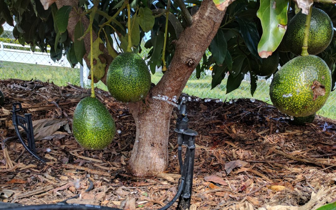 sprinkler under avocado tree