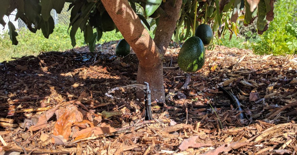 mini-sprinkler under avocado tree