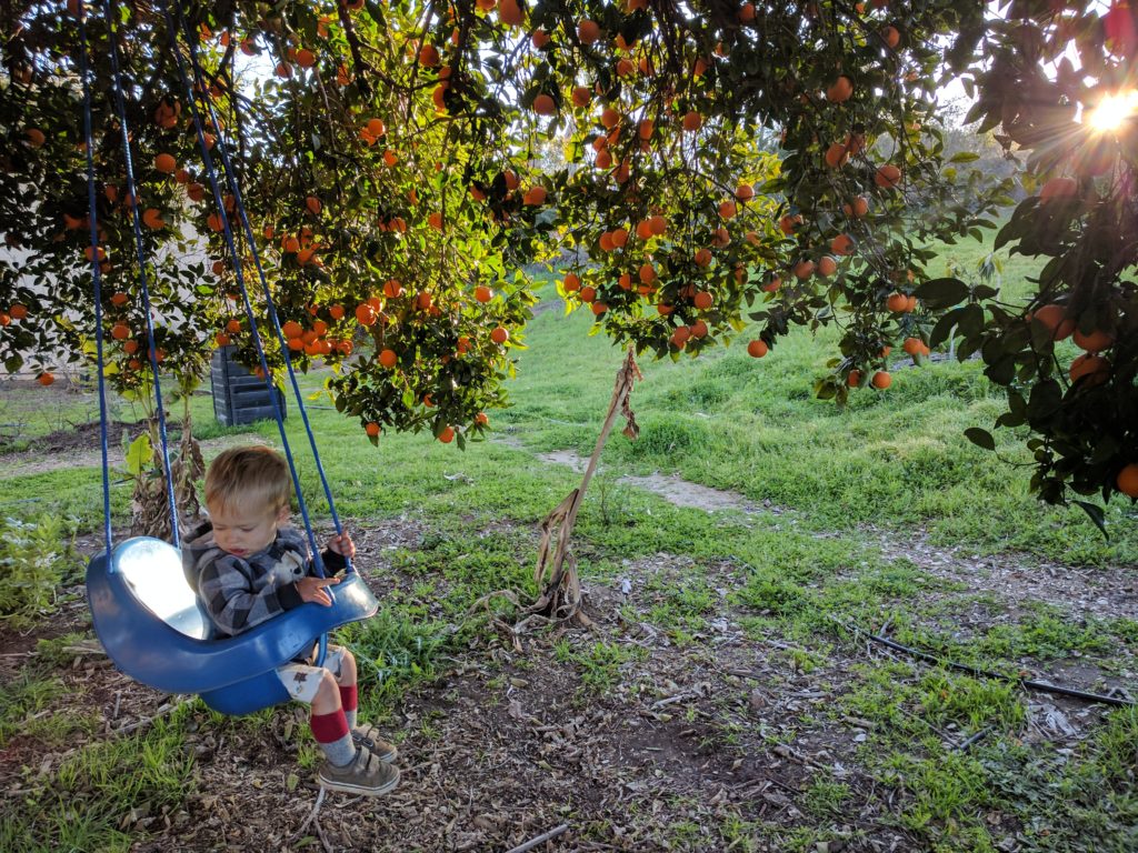 swing in orange tree