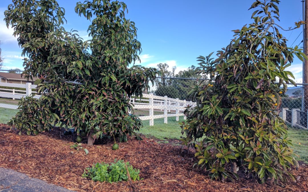 Reed and Lamb avocado trees