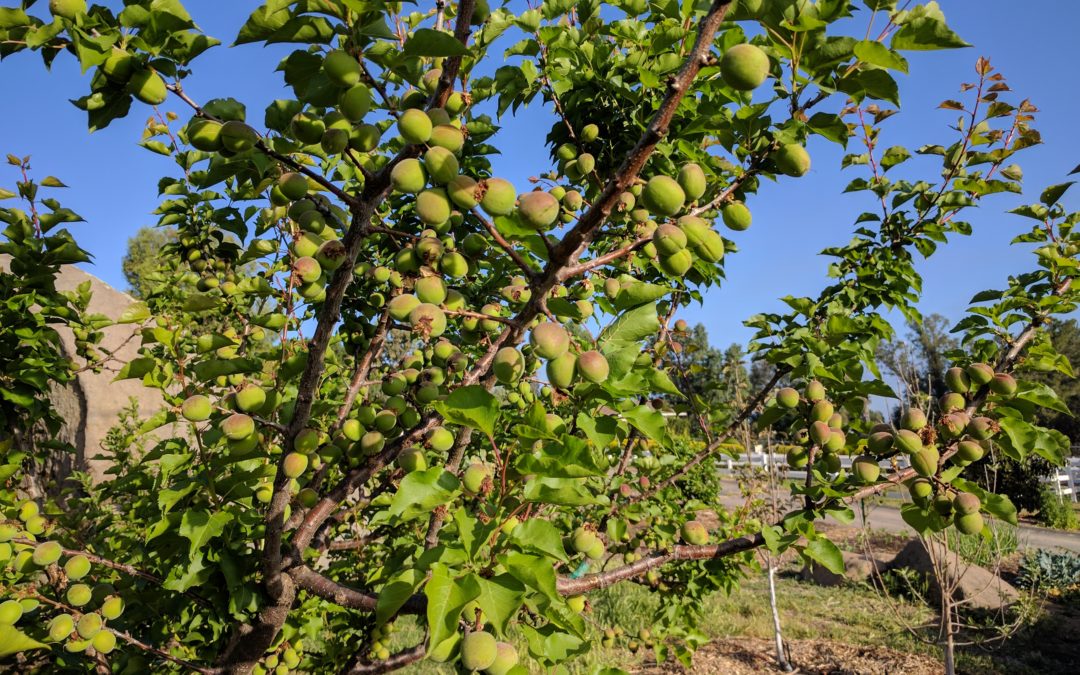 What to do in a Southern California garden in April