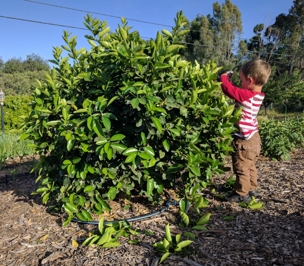 pruning a citrus tree to keep it small