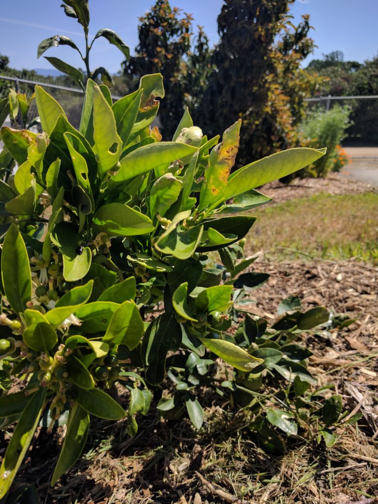 insect damage citrus tree