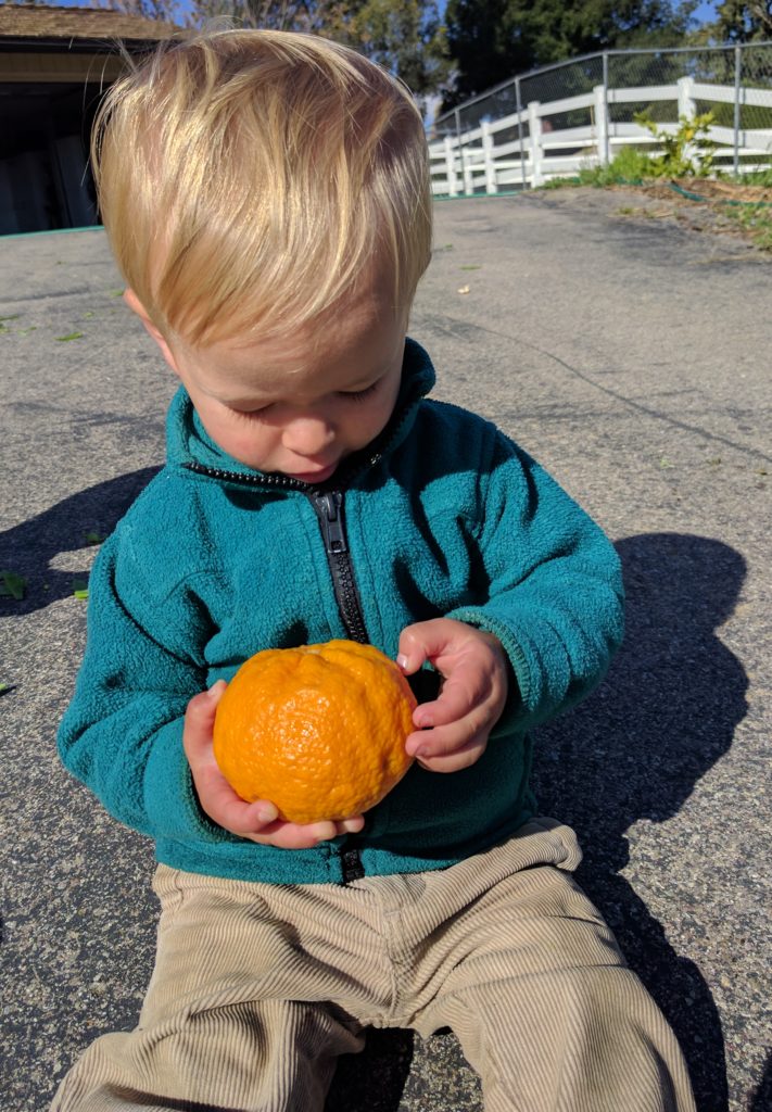 Gold Nugget mandarin