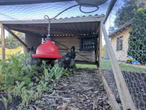 inside small mobile chicken pen