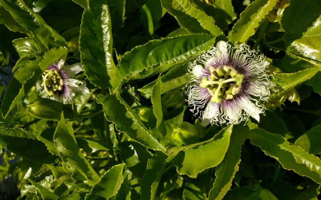 What to do in a Southern California garden in May