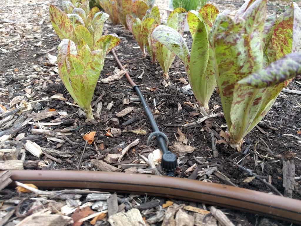 drip irrigation for vegetables