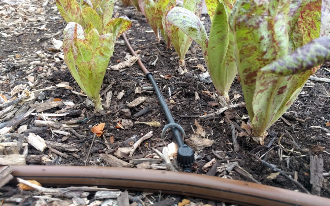 drip irrigation for vegetables