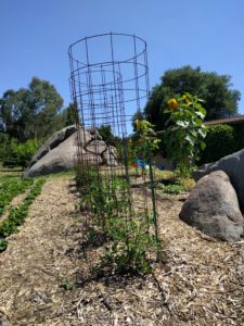 Sweet 100 cherry tomato plant tall cage