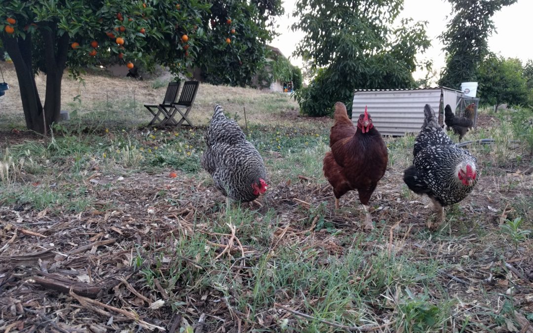 chickens help in the garden