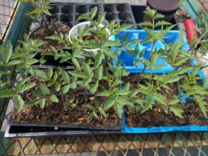 tomato seedlings grown with chicken compost