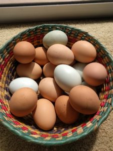 backyard chicken eggs