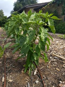 Anaheim pepper ready for harvest in May