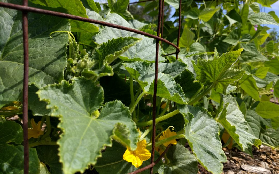 What to do in a Southern California garden in June