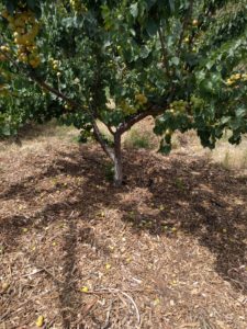 apricot tree with mulch