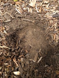 apricot tree shallowest roots