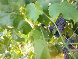 grapes on chainlink fence