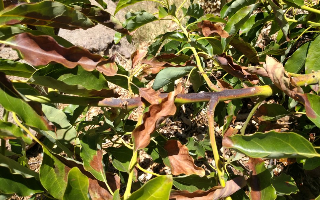 sunburned avocado branch