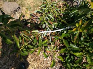 white latex paint on avocado branch to prevent sunburn