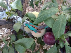 broken plum branch