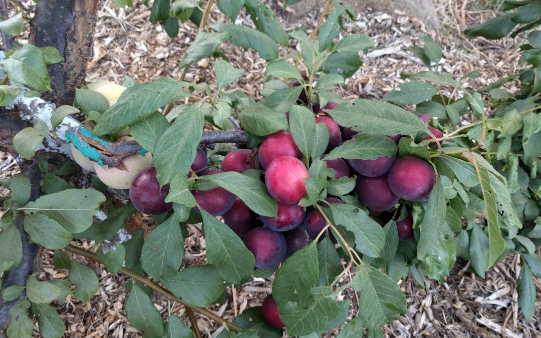 Burgundy plum fruit needing thinning