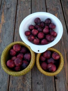 Burgundy plum is prolific