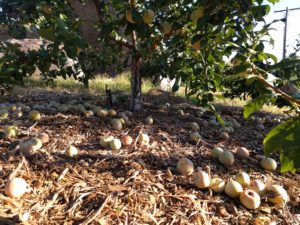 thinned Dapple Dandy pluot fruit