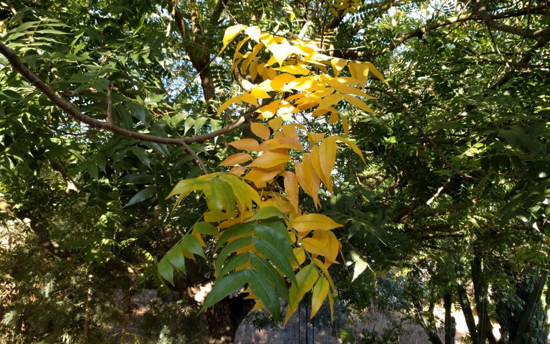 What to do in a Southern California food garden in October