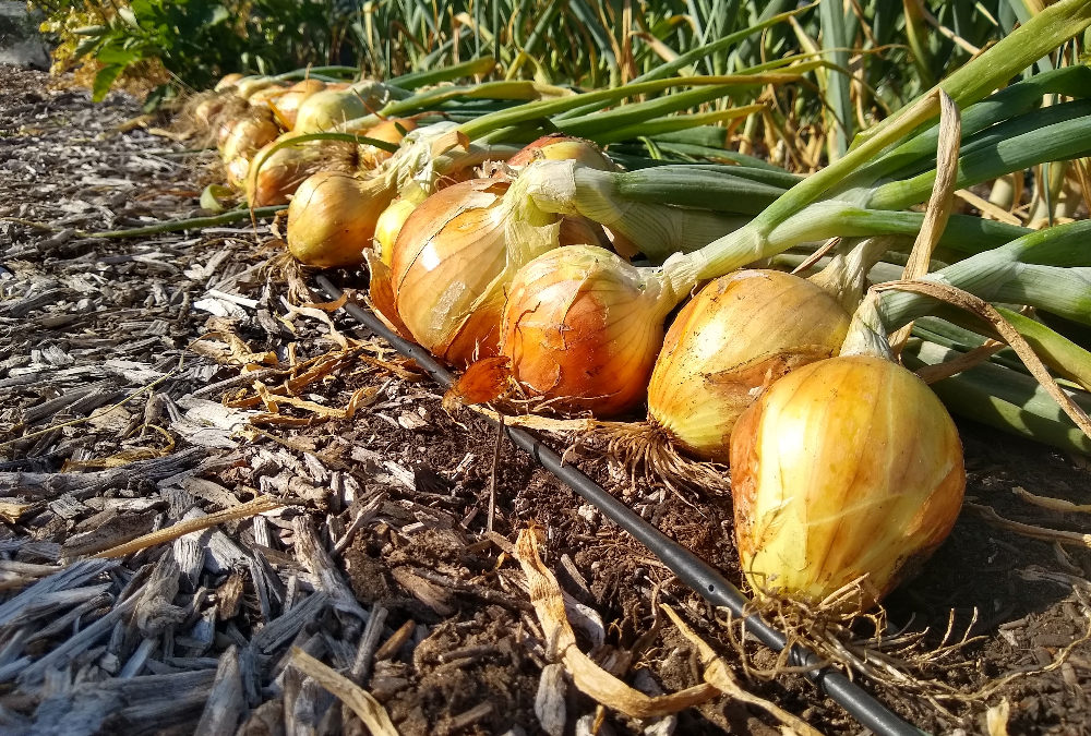 growing onions in southern california