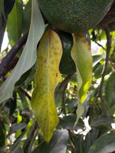 senescent Reed avocado leaf