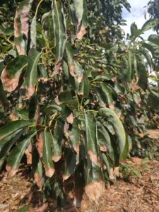 tip burn brown Hass avocado leaves