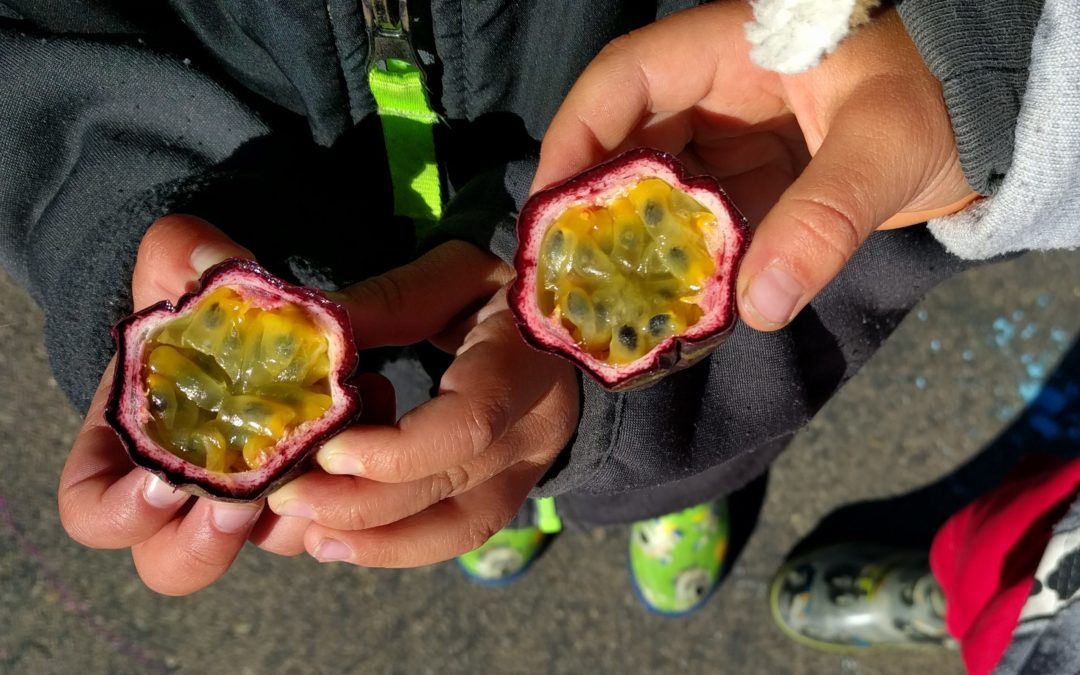 Passion fruit: best edible, evergreen vine