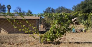 new passion fruit vine