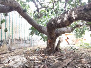 Japanese Fuerte trunk and fruit