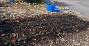 onion seedlings planted