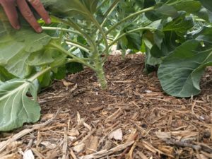 wood chip mulch under brussels sprouts