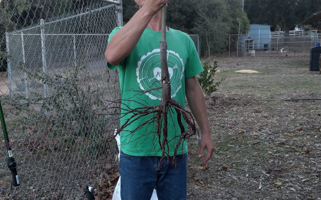 roots of bare-root fruit tree