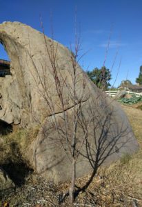 Flavor King pluot, one year old, never been pruned